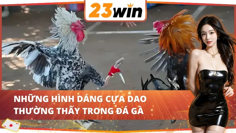 Đá Gà Cựa Dao 23WIN Với Vô Vàn Trận Chiến Chọi Gà Nảy Lửa 3 03 hình dáng cựa trong Đá Gà Cựa Dao 23WIN
